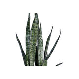 Peygamber Kılıcı Fidanı Paşa Kılıcı, Sansevieria 20-40 cm