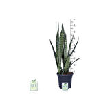 Peygamber Kılıcı Fidanı Paşa Kılıcı, Sansevieria 20-40 cm