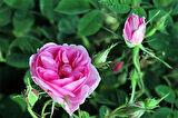 Tüplü Yediveren Kokulu Isparta Gül Fidanı Reçellik Rosa Damascena 