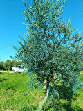 PH AYARLAYICI BORDOSKAİL 125 ML