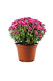 Pembe Kasımpatı Krizantem Hüzün Çiçeği 5-10 Cm Chrysanthemum