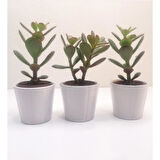 Para Çiçeği 3'lü Crassula Ovata Fidanı 10-20 cm