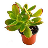 Para Çiçeği 8.5 cm Saksıda Crassula Ovata 10-20 cm
