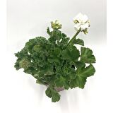 Beyaz Sardunya Çiçeği Fidanı 5-15 Cm