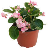 Begonia (Begonya Çiçeği) Açık Pembe 10-20 cm