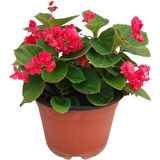 Begonia (Begonya Çiçeği) Fuşya 10-20 cm 