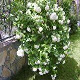 Saksılı Kartopu Çiçeği Fidanı 40-60 Cm Viburnum