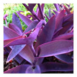 Saksılı Mor Telgraf Karasevda Çiçeği 10-20 Cm Tradescantia N11.653
