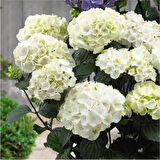 1 Adet Beyaz Ortanca Çiçeği Fidanı Saksılı 10-20 cm