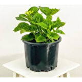 1 Adet Beyaz Ortanca Çiçeği Fidanı Saksılı 10-20 cm