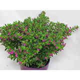 Kufeya Cennet Çiçeği Pembe 10-20 cm