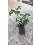 5 Li Bitki Fidan Çiçek Seti 10-20 cm