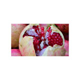 Nar Fidanı Devedişi Açık Kök 50-100 cm Pomegranate Sapling