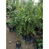 Nar Fidanı Devedişi Açık Kök 50-100 cm Pomegranate Sapling