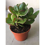 Zenginlik Çiçeği Fidanı 25-30 cm Crassula Şans Para Çiçeği 
