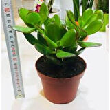 Para Çiçeği Ağacı Fidanı 10-20 cm