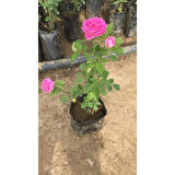 Pembe Reçellik Gerçek Isparta Gülü Fidanı 10-20 cm
