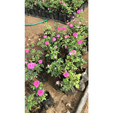 Pembe Reçellik Gerçek Isparta Gülü Fidanı 10-20 cm