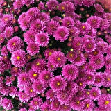 Krizantem Chrysanthemum Mor Bodur Kasımpatı Çiçeği Fidanı 10-30 cm Saksılı