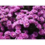 Krizantem Chrysanthemum Mor Bodur Kasımpatı Çiçeği Fidanı 10-30 cm Saksılı