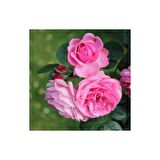 Ispartadan Pembe Reçellik Isparta Gülü Fidanı 15-25 Cm N11.17546