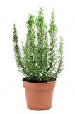Saksılı Biberiye Fide Fidanı 15-25 Cm 