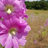 Gül Hatmi Hatmi Çiçeği Tohumu 80 Adet ALhaeaofficinalis