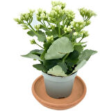 Kalanchoe Fidanı (Kalanşo) Beyaz 10-20 cm