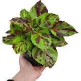  Koleus, Solenostemon,Yaprak Güzeli Kolyos Çiçeği 15-25 cm