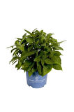 Beyaz Ortanca Fidanı 10-20 cm Hydrangea Macrophylla