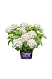 Beyaz Ortanca Fidanı 10-20 cm Hydrangea Macrophylla