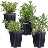 Kekik Nane Fidanı Ikili Set 10-20 cm Richly Fragrant Thyme Mint Double Set 