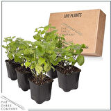 Nane Lavanta Fidanı Ikili Set 10-20 cm Potted Mint Lavender Set of Two 