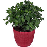 Kırmızı Renk 10-20 cm Kasımpatı 