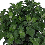 Kırmızı Renk 10-20 cm Kasımpatı 