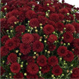 Kırmızı Renk 10-20 cm Kasımpatı 
