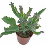 Mother Of Millions Aşkın Gözyaşı Çiçeği Fidanı 10-20 cm 