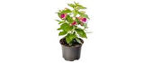 Küpeli Çiçeği Pembe Mor 10-20 cm