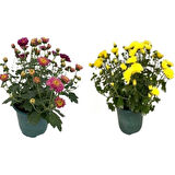Chrysanthemum Flower Kasımpatı Çiçeği 2 Adet 10-20 cm