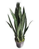Peygamber Kılıç Çiçeği Paşa Kılıcı  20-40 cm