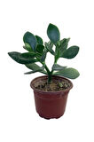 Crassula Ovata Para Çiçeği Sukulent 10-20 Cm