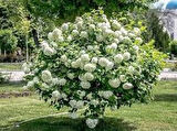 Viburnum Lucido Kartopu Çiçeği Fidanı 30-50 cm