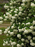 Viburnum Lucido Kartopu Çiçeği Fidanı 30-50 cm
