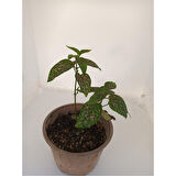 Pembe Benek 10-20 cm Fittonia Hostes Çiçeği 