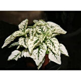 10-20 cm Hostes Çiçeği Beyaz Benek Hypoestes Phyllostachya
