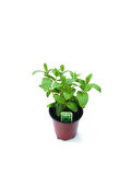 Mentha Nane Fidanı Fidesi 1 Adet 10-20 cm 