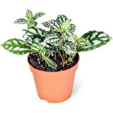 Pilea Cadierei Karyağdı Çiçeği 10 cm