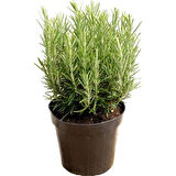  Rosemary Biberiye Fidanı 1 Adet 15-25 cm 