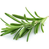  Rosemary Biberiye Fidanı 1 Adet 15-25 cm 