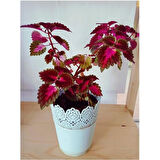 Coleus Yaprak Güzeli Bitkisi Kolyos 10-20 cm